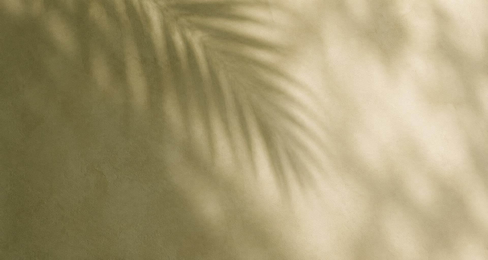 Soft palm frond shadows drifting across a warm plaster wall